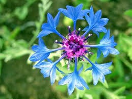 PEYGAMBER ÇİÇEĞİ